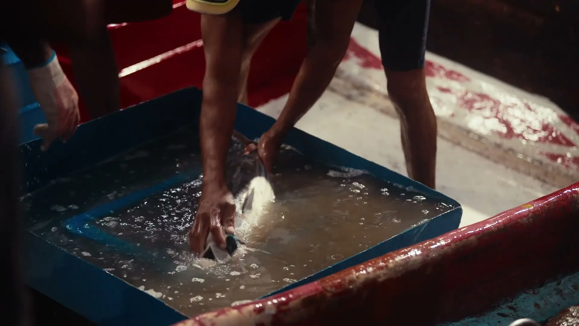 Hands washing a fish in a tub of water