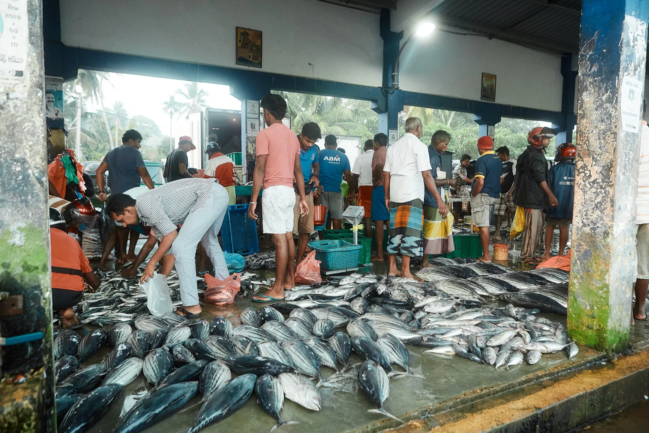 Rows of tuna laid out on the ground